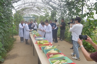 第十屆中國(武清)北方鮮食玉米大會圓滿落幕，科技創新引領鮮食玉米產業新篇章