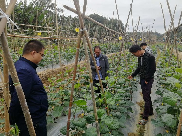 青瓜苗莫名干裂壞死急壞農(nóng)戶 三亞農(nóng)技專家實(shí)地“把脈開(kāi)方” 農(nóng)業(yè)技術(shù)研究